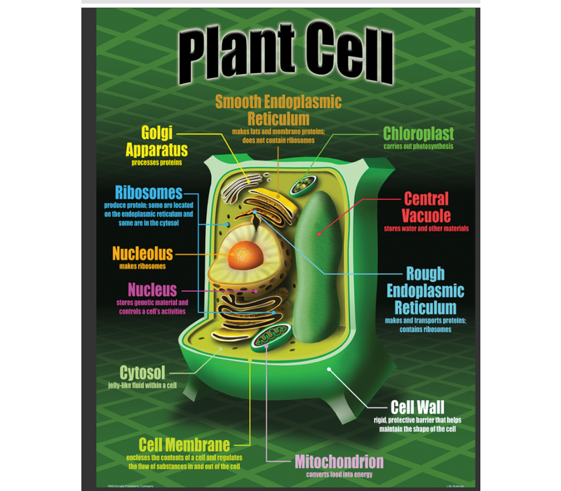 Life Science Poster Set*