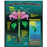 Life Science Poster Set*