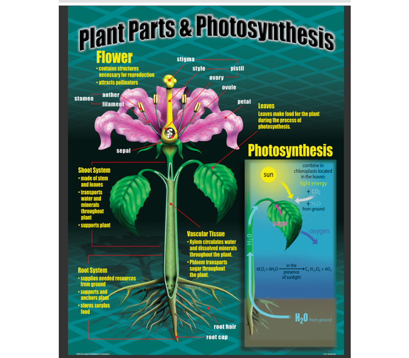 Life Science Poster Set*