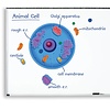 Learning Resources Giant Magnetic Animal Cell  (D)