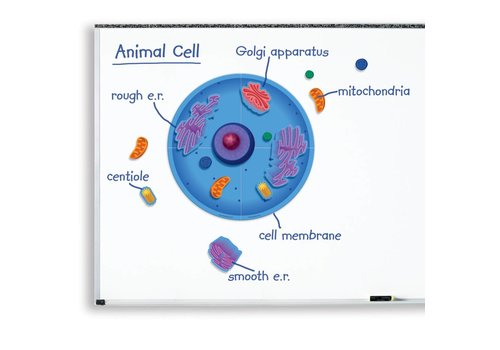 Learning Resources Giant Magnetic Animal Cell  (D)