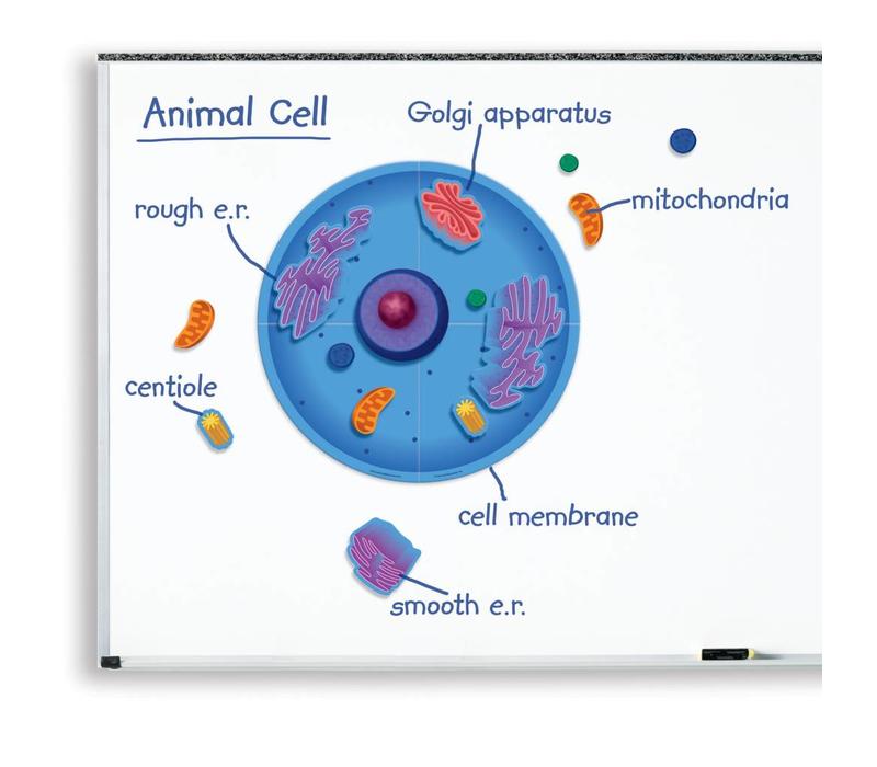 Giant Magnetic Animal Cell  (D)