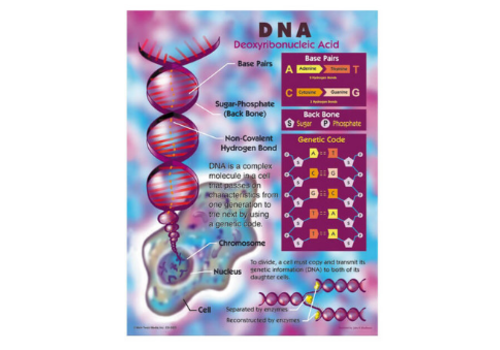 Carson Dellosa DNA Chart Grade 4-8
