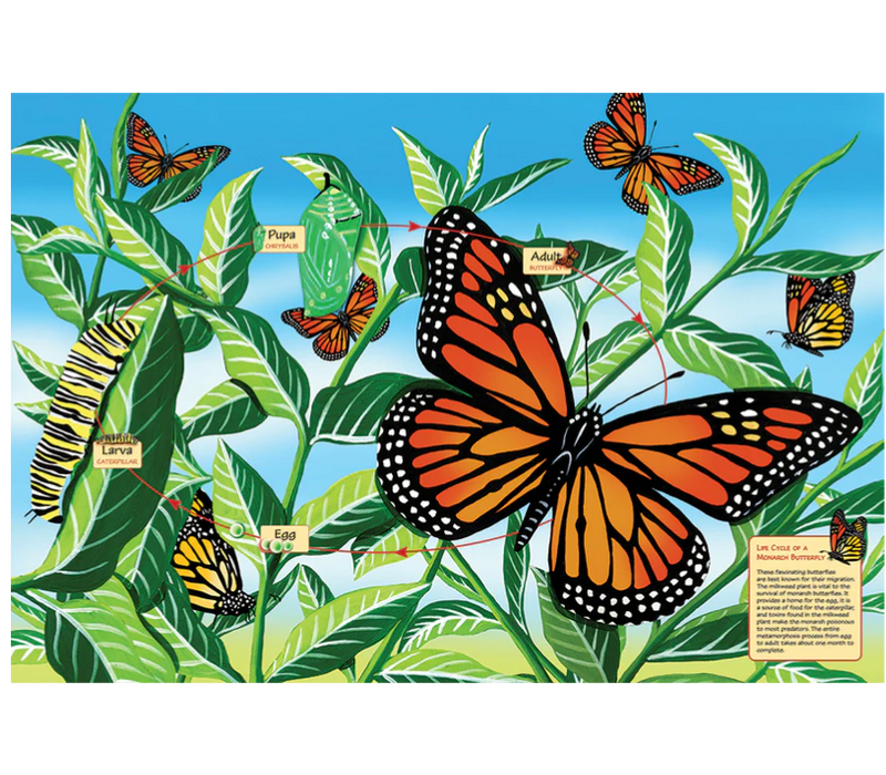 Life Cycle of a Monarch Butterfly (Floor 48pc)