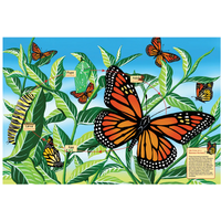Life Cycle of a Monarch Butterfly (Floor 48pc)