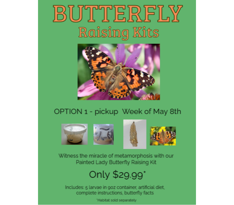 Pre-Order Butterfly Raising Kit - Week of May 11th (Pickup, Delivery or Ship)