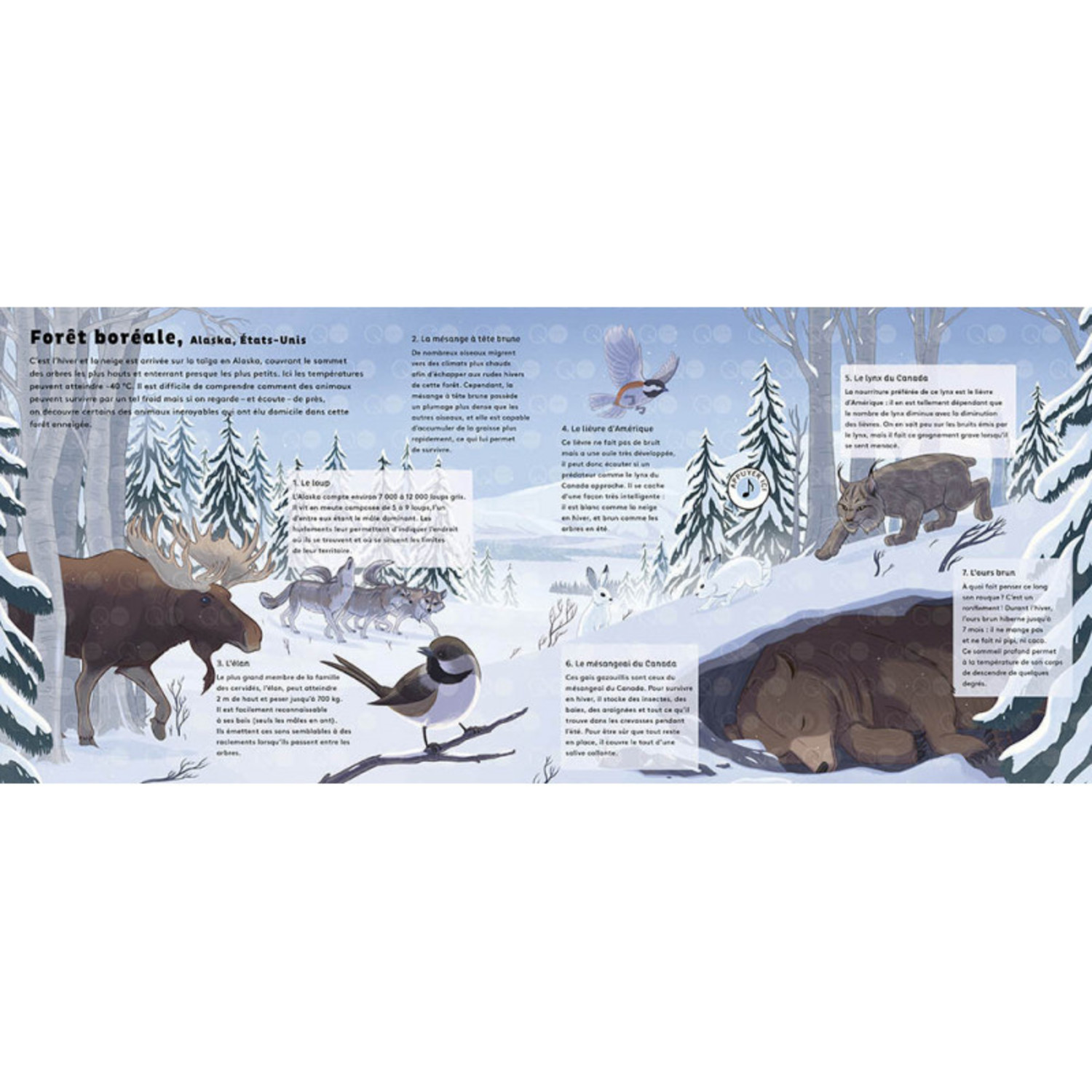 Les Sons De La Nature Bruits De La Nature LES SONS DE LA NATURE - LE MONDE DES FORÊTS - La Petite Penderie