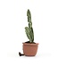 JELLYCAT PELUCHE - PLANTE MONSTER AMUSANTE