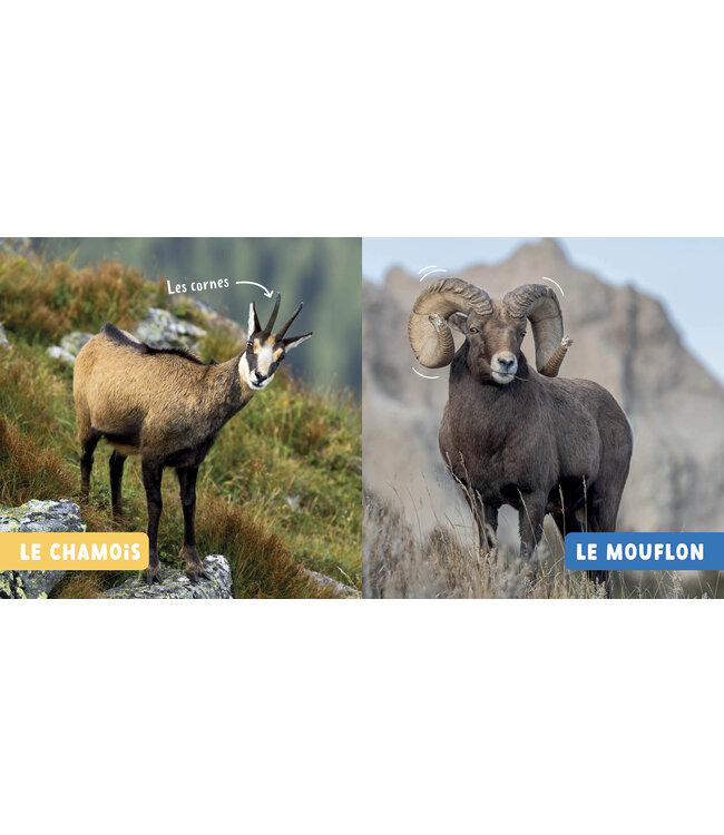 AUZOU LIVRE - LES ANIMAUX DE LA MONTAGNE