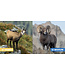 AUZOU LIVRE - LES ANIMAUX DE LA MONTAGNE