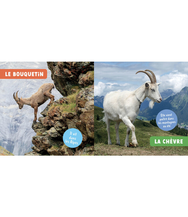 AUZOU LIVRE - LES ANIMAUX DE LA MONTAGNE
