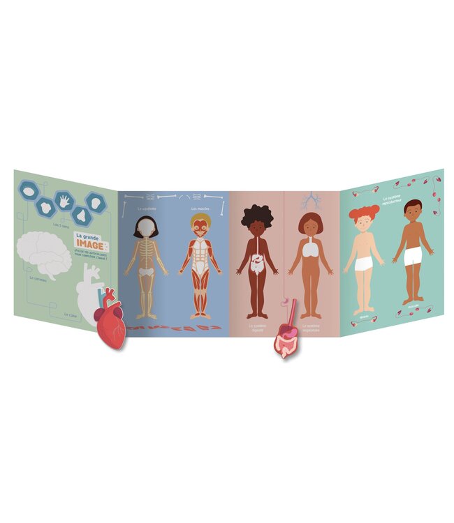 AUZOU LIVRE - LE CORPS HUMAIN