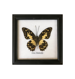 Framed Specimen Butterfly