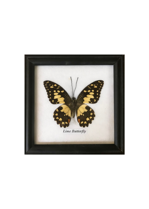 Framed Specimen Butterfly