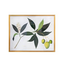 Framed Green Leaf Sprig with Fruit & Flowering Plant
