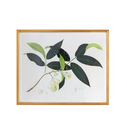 Framed Green Leaf Sprig with Fruit & Flowers