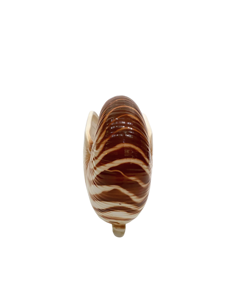 Vintage White & Brown Ceramic Footed Nautilus Shell