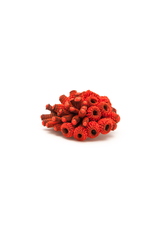 Tzuri Gueta JUNGLE silicon BR