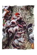 TREE ANENOME VS SCARF