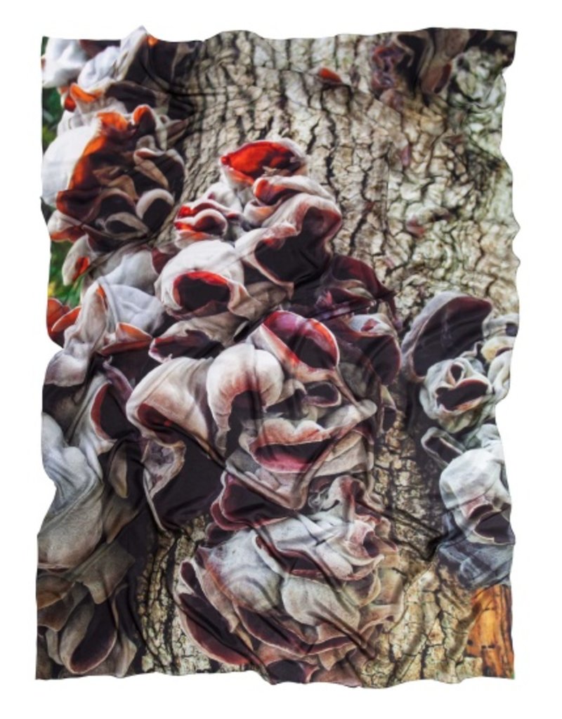 TREE ANENOME VS SCARF