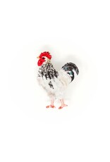 Trovelore LIGHT SUSSEX CHICKEN BR