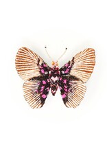 Trovelore VARIABLE FALSE ACRAEA BUTTERFLY BR