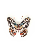 Trovelore LIME SWALLOWTAIL BUTTERFLY BR