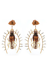 Trovelore JAVANUS BEETLE E