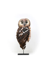 Trovelore SAW WHET OWL OBJECT ART
