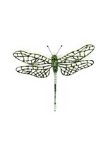 Trovelore SOUTHERN HAWKER DRAGONFLY BR