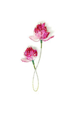 Trovelore BLOOMING LOTUS BR