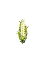 Trovelore FIELD CORN BR
