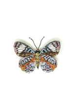 Trovelore GLORIOUS PURPLEWING BUTTERFLY BR