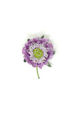 Trovelore PURPLE PINCUSHION BR