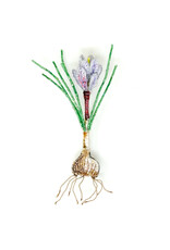 Trovelore SAFFRON CROCUS BR