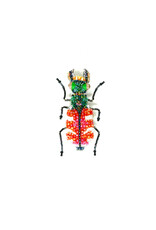 Trovelore TIGER BEETLE BR