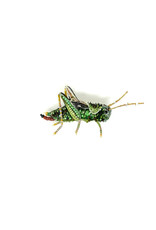Trovelore TWO STRIPPED GRASSHOPPER BR