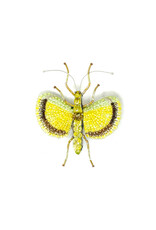 Trovelore YELLOW UMBRELLA INSECT BR