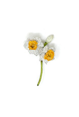 Trovelore WHITE DAFFODILS BR