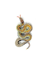 Trovelore VIPER SNAKE BR