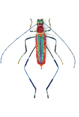 Trovelore LAMEERI BUG BR