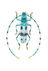 Trovelore ALPINE LONGHORN BEETLE BR