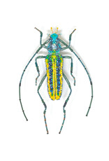 Trovelore GOUNELLEI BEETLE BR