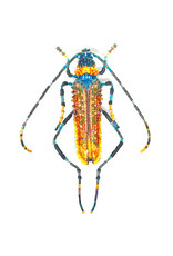 Trovelore APHRODISIUM BEETLE BR