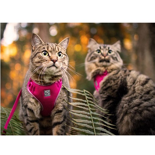 RC Pet RC Pets Adventure Kitty Harness