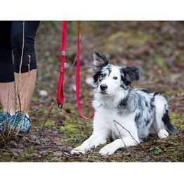 RC Pet RC Pet Primary Dog Leash