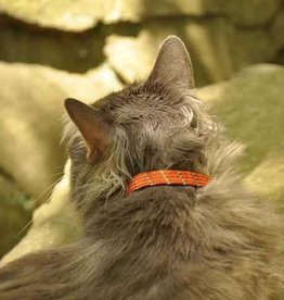 Coastal Coastal ElastaCat Collar