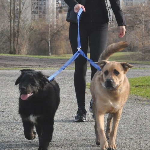 RC Pet Canine Equipment Technika Beyond Control Leash
