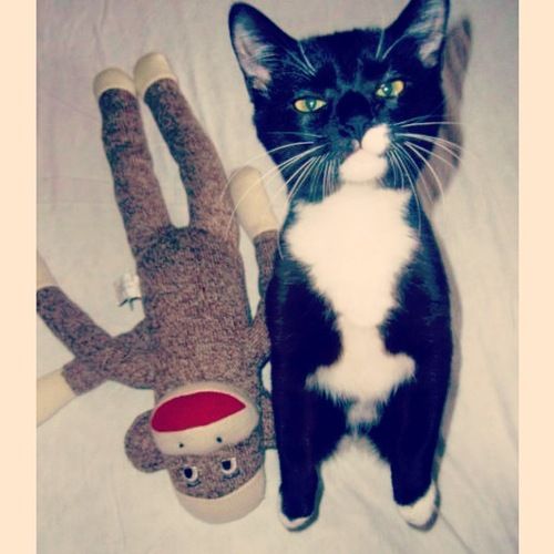 FROM THE ARCHIVES: HOOLIGAN & HAIRBALLS
