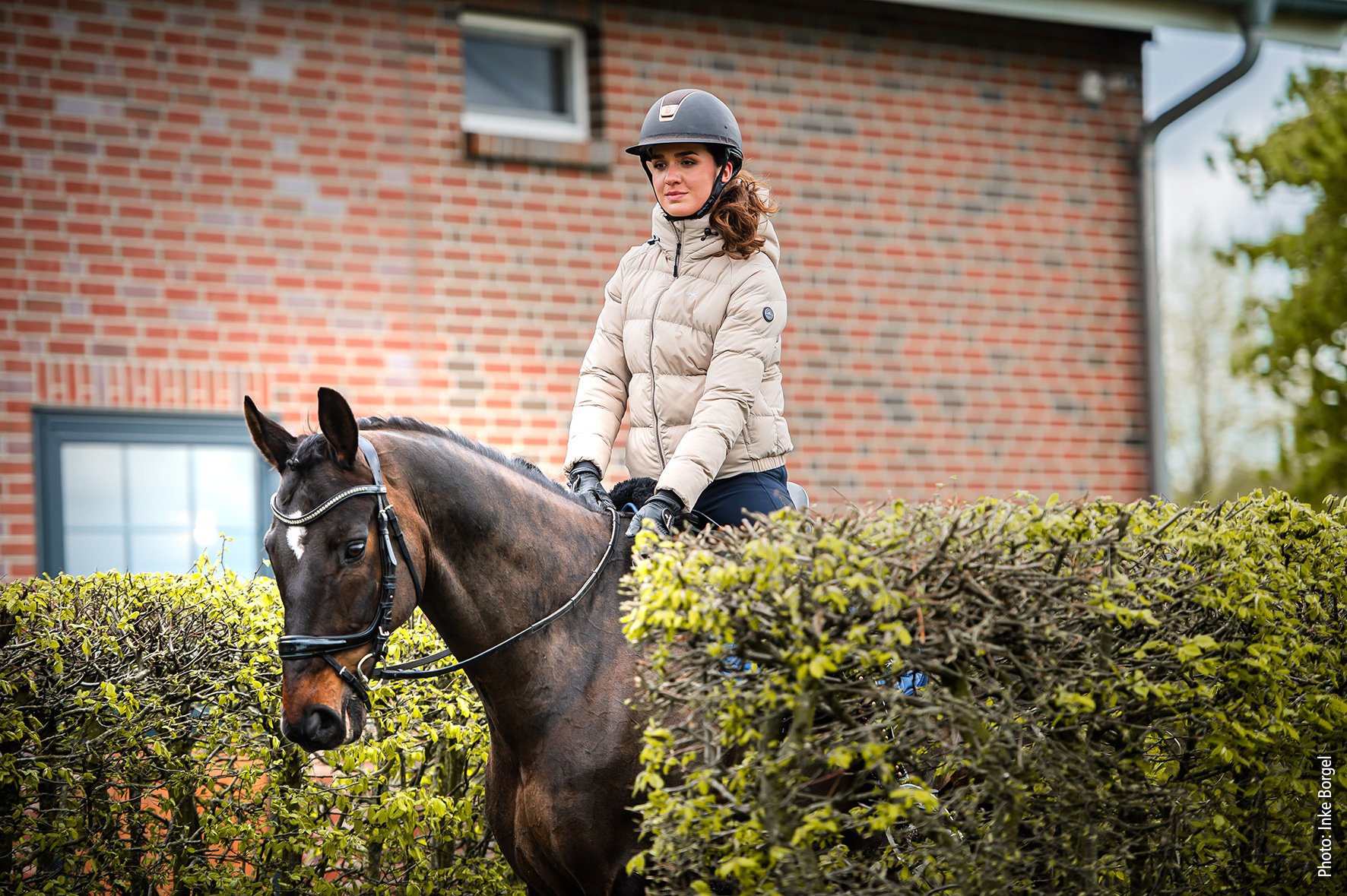 Schockemohle Verena Style